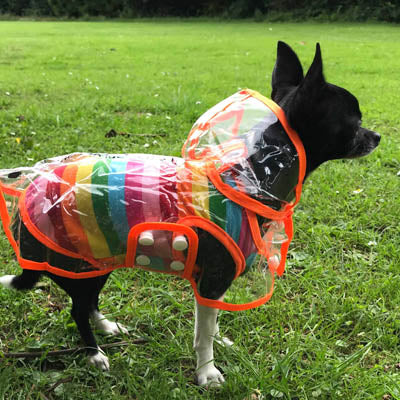 Orange Edged Waterproof Raincoat for Chihuahuas and Small Dogs - 3 SIZES Chihuahua Clothes and Accessories at My Chi and Me