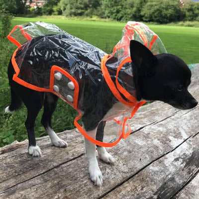 Orange Edged Waterproof Raincoat for Chihuahuas and Small Dogs - 3 SIZES Chihuahua Clothes and Accessories at My Chi and Me