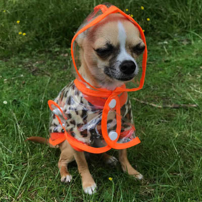 Orange Edged Waterproof Raincoat for Chihuahuas and Small Dogs - 3 SIZES Chihuahua Clothes and Accessories at My Chi and Me
