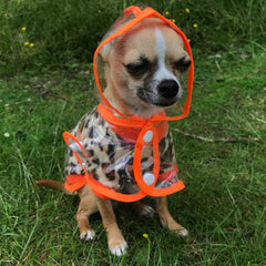 Orange Edged Waterproof Raincoat for Chihuahuas and Small Dogs - 3 SIZES Chihuahua Clothes and Accessories at My Chi and Me