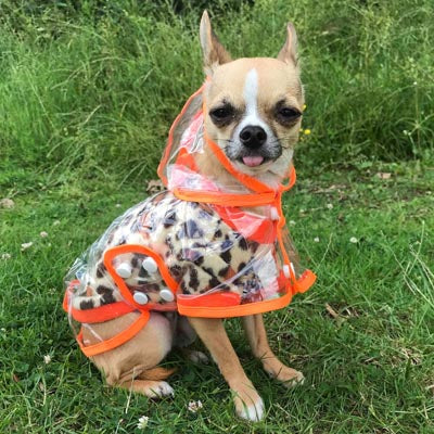 Orange Edged Waterproof Raincoat for Chihuahuas and Small Dogs - 3 SIZES Chihuahua Clothes and Accessories at My Chi and Me