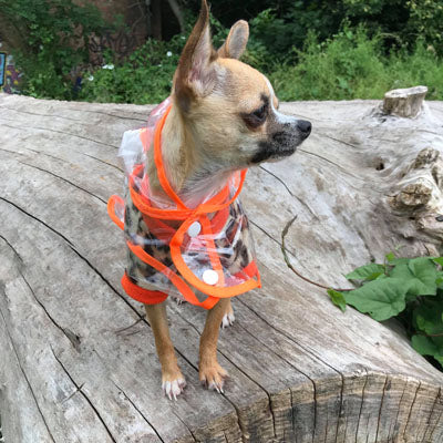 Orange Edged Waterproof Raincoat for Chihuahuas and Small Dogs - 3 SIZES Chihuahua Clothes and Accessories at My Chi and Me