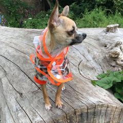 Orange Edged Waterproof Raincoat for Chihuahuas and Small Dogs - 3 SIZES Chihuahua Clothes and Accessories at My Chi and Me