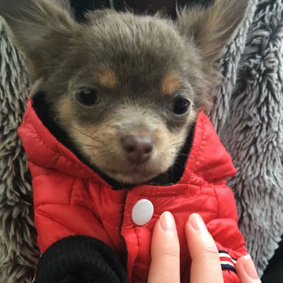 Lightweight Sporty Padded Chihuahua Puppy or Small Dog Hooded Coat Red - My Chi and Me