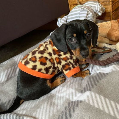 Chihuahua Puppy or Small Dog Fleece Leopard Print