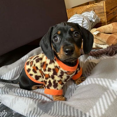 Chihuahua Puppy or Small Dog Fleece Leopard Print