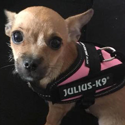 Julius K9 IDC Powerharness for Puppies and Chihuahuas Pink - My Chi and Me