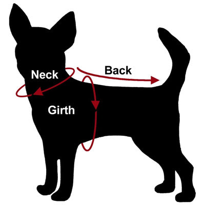 chihuahua small dog size guide