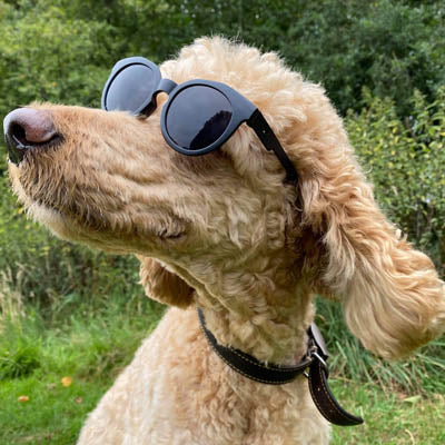 Large Sunglasses for Medium Sized Dogs Black or Mirrored