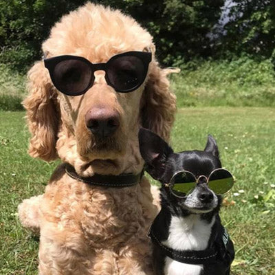 Large Sunglasses for Medium Sized Dogs Black or Mirrored