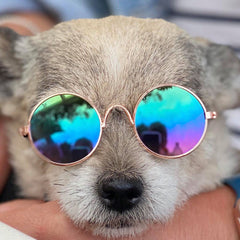 Small Dog Sunglasses Chihuahuas Shades 8 COLOURS