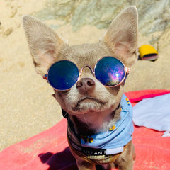 Small Dog Sunglasses Chihuahuas Shades 8 COLOURS - My Chi and Me