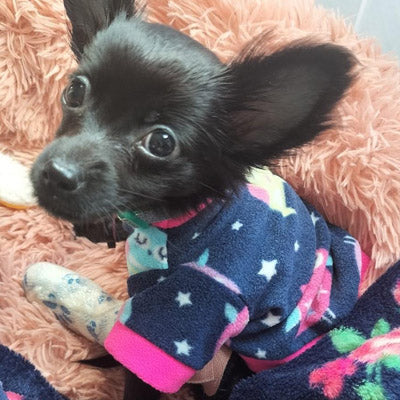 Chihuahua Puppy or Small Dog Fleece Owls Print
