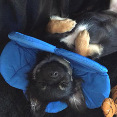Post Surgery Soft Protective Flower Collar Blue - My Chi and Me