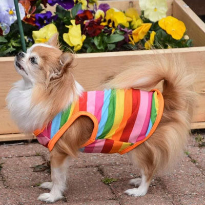 Chihuahua or Small Dog Rainbow Striped Pride T Shirt