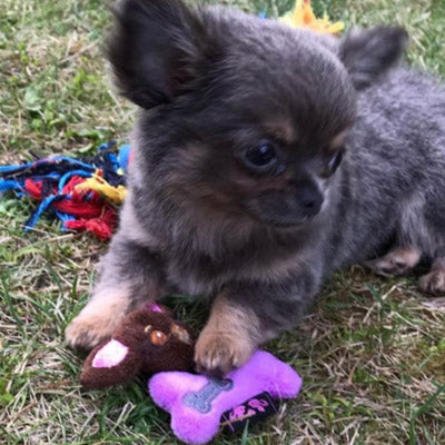 CHI-WEAR Bailey Chihuahua or Small Dog Toy