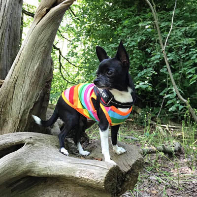Chihuahua or Small Dog Rainbow Striped Pride T Shirt Chihuahua Clothes and Accessories at My Chi and Me