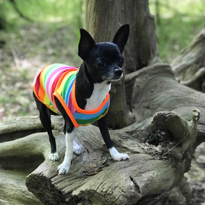 Chihuahua or Small Dog Rainbow Striped Pride T Shirt Chihuahua Clothes and Accessories at My Chi and Me