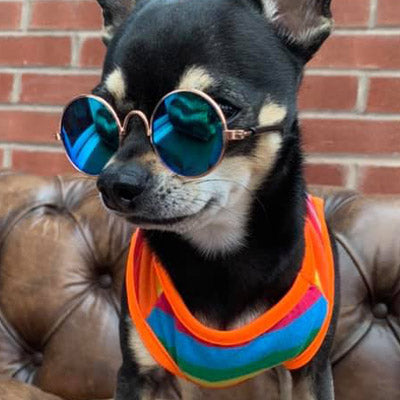 Chihuahua or Small Dog Rainbow Striped Pride T Shirt Chihuahua Clothes