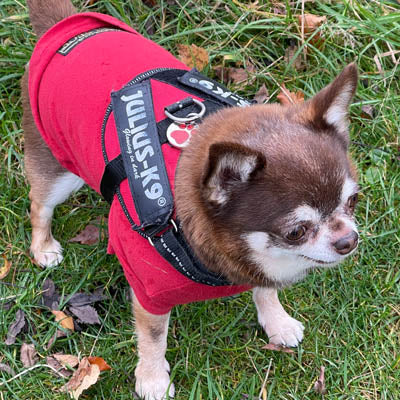 Equafleece® 14 T-Shirt Body HOTTERdog ChihuahuaSmall Dog Tankie Vest Size Small