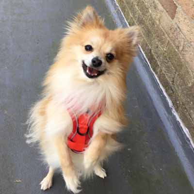 Tough 4 Point Adjustable Slipover Treks & Trails Action Harness Lead Set Red