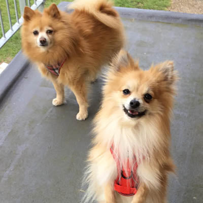 Tough 4 Point Adjustable Slipover Treks & Trails Action Harness Lead Set Red