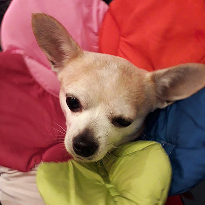 Post Surgery Soft Protective Flower Collar Multicolour 3 Sizes - My Chi and Me