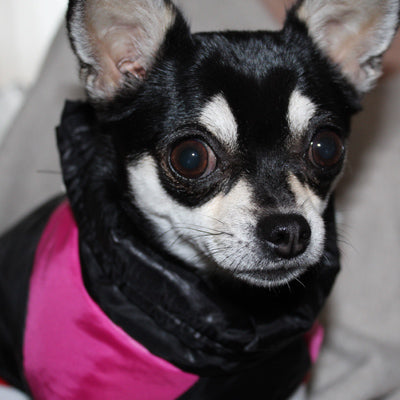 Gilet Style Small Dog Coat Black And Pink - My Chi and Me