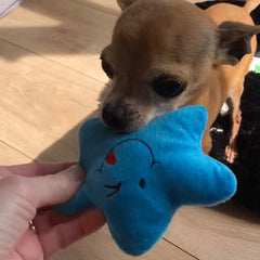 Twinkle Chihuahua or Small Dog Plush Star Toy with Squeaker Blue Chihuahua Clothes and Accessories at My Chi and Me