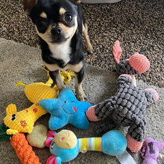 Twinkle Chihuahua or Small Dog Plush Star Toy with Squeaker Blue