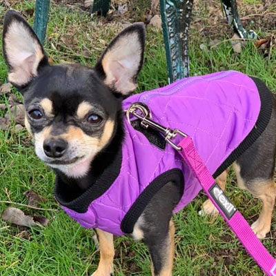 Water Resistant Padded Quilted Purple Dog Gilet Chihuahua Clothes and Accessories at My Chi and Me