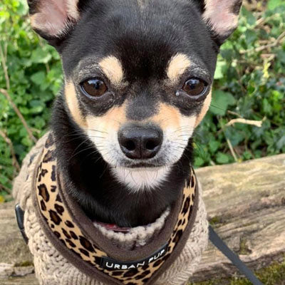 Premium Leopard Print Water Resistant Padded Gilet Style Coat Chihuahua or Small Dog - My Chi and Me