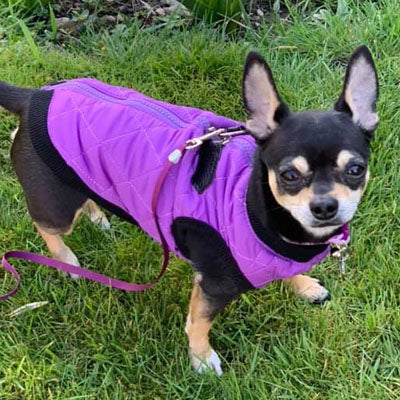 Water Resistant Padded Quilted Purple Dog Gilet Chihuahua Clothes and Accessories at My Chi and Me