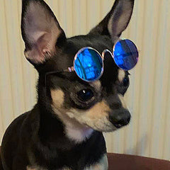 Small Dog Sunglasses Chihuahuas Shades 8 COLOURS - My Chi and Me