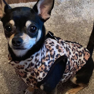 Premium Leopard Print Water Resistant Padded Gilet Style Coat Chihuahua or Small Dog - My Chi and Me