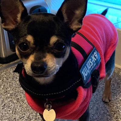 Chihuahua or Small Dog Fleece Jumper with D Rings For Leash Red - My Chi and Me
