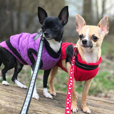 Water Resistant Padded Quilted Purple Dog Gilet Chihuahua Clothes and Accessories at My Chi and Me