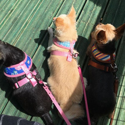 Henley Striped Tan Harness by Urban Pup - My Chi and Me