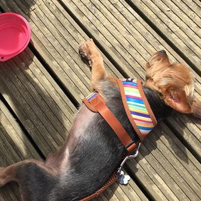 Henley Striped Tan Harness by Urban Pup - My Chi and Me
