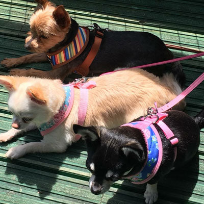 Henley Striped Tan Harness by Urban Pup - My Chi and Me