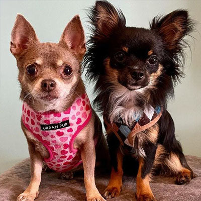 Pink Hearts Harness by Urban Pup