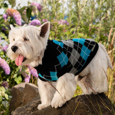 Urban Pup Chihuahua or Small Dog Argyle Jumper Blue and Black