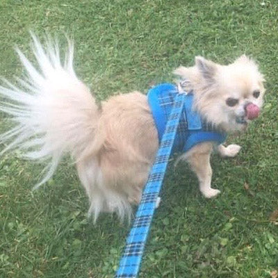 Blue Tartan Dog Lead by Urban Pup - My Chi and Me