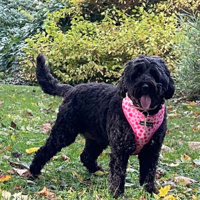 Urban Pup Pink Hearts Harness