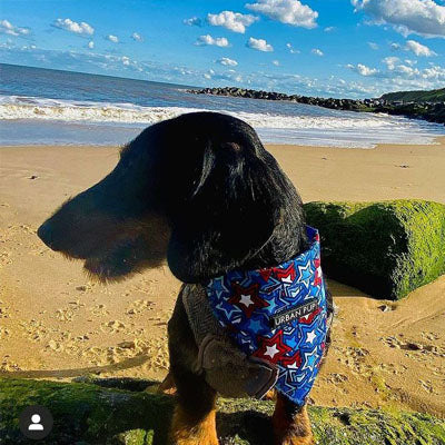 Urban Pup Blue Hero Star Bandana for Chihuahuas and Small Dogs