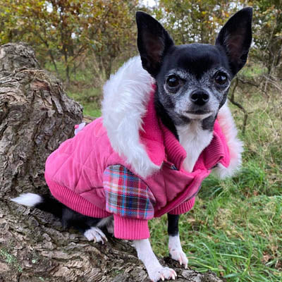 Urban Pup Lady Tartan Pink Coat with Heather and Bracken Tartan Trim
