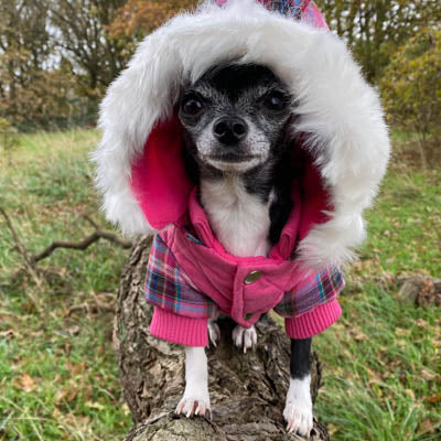 Urban Pup Lady Tartan Pink Coat with Heather and Bracken Tartan Trim