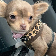 Leopard Print Harness by Urban Pup - My Chi and Me