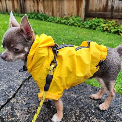 Urban Pup Chihuahua or Small Dog Explorer Raincoat Yellow