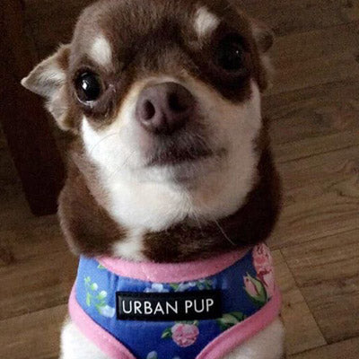 Pink and Blue Floral Burst Harness by Urban Pup - My Chi and Me
